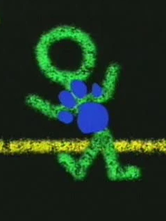 A picture of the dancing stick figure from the episode 'Drawing With Blue.' They're drawn with green chalk on a black background. There is a blue paw print on their torso.